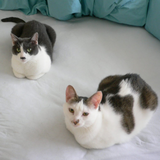 渡辺秋香のホームページ